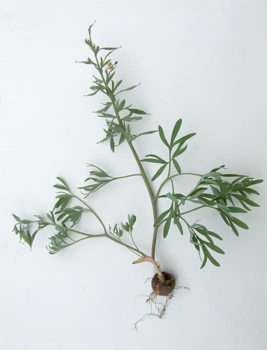 Image of Corydalis tarkiensis specimen.