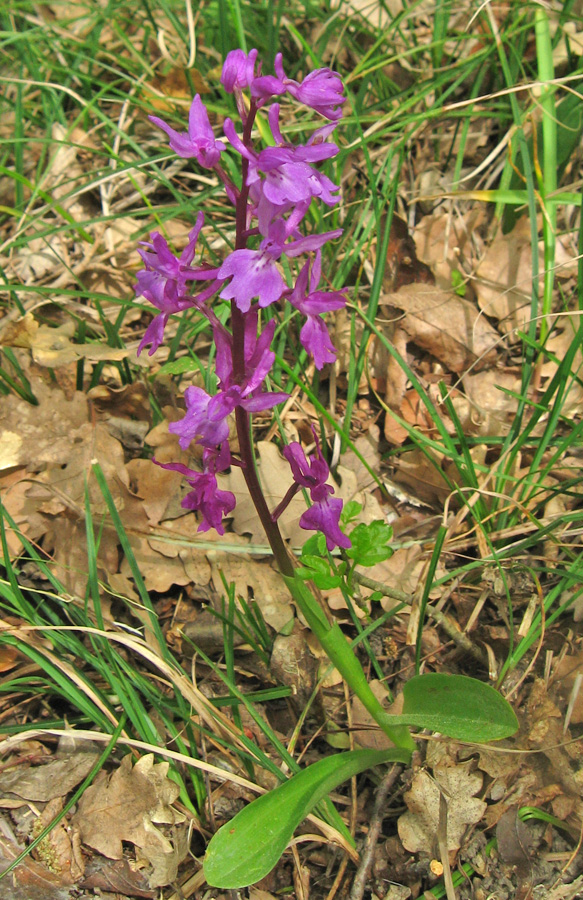 Image of Orchis mascula specimen.