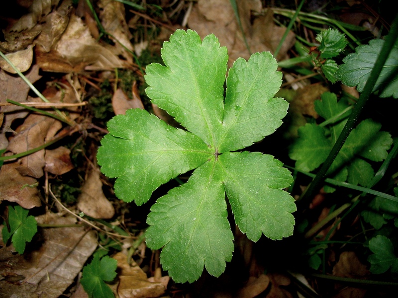 Image of Sanicula europaea specimen.