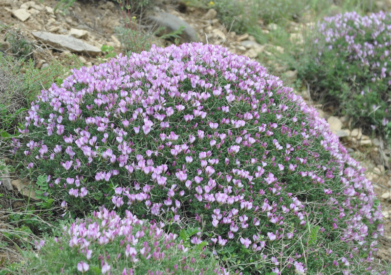 Image of Onobrychis cornuta specimen.
