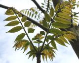 Toona sinensis
