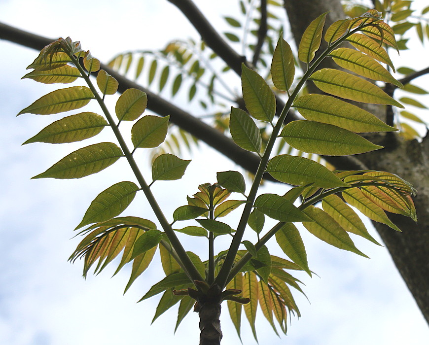 Изображение особи Toona sinensis.