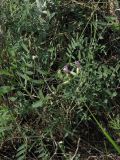 Astragalus pallescens