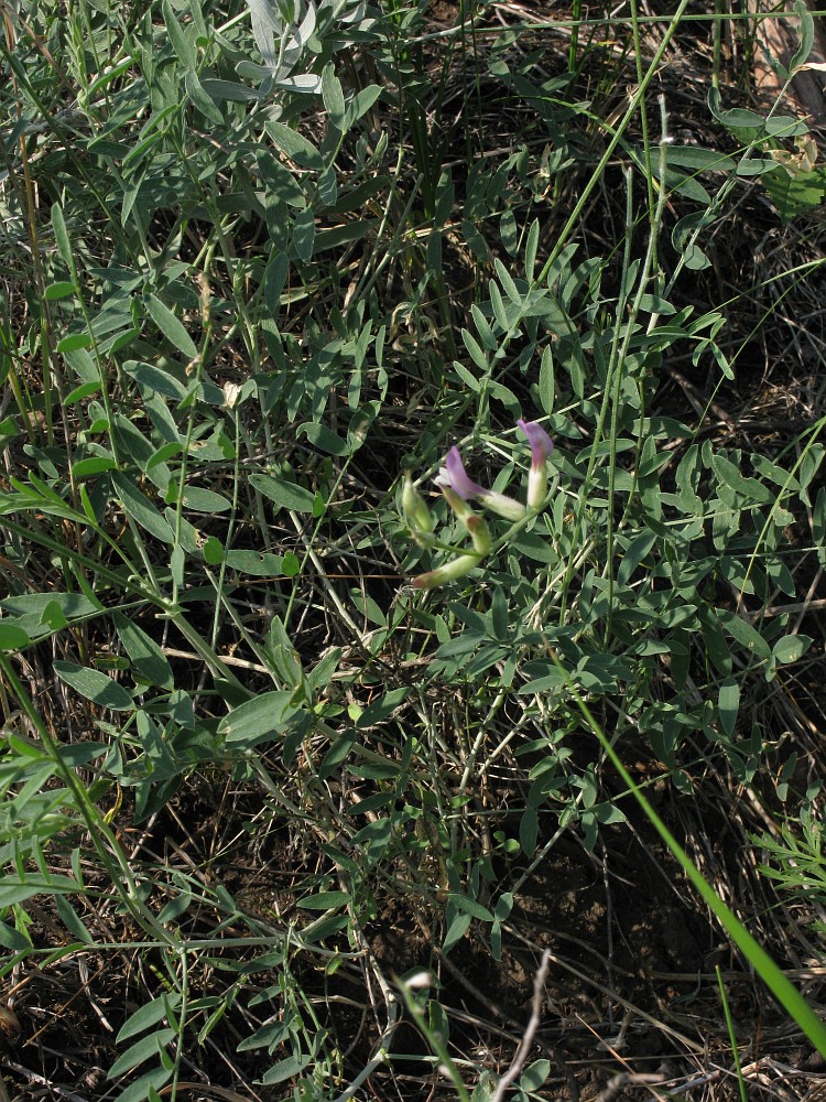 Image of Astragalus pallescens specimen.