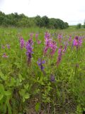 Polygala major