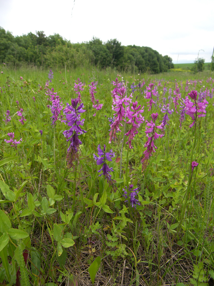 Изображение особи Polygala major.