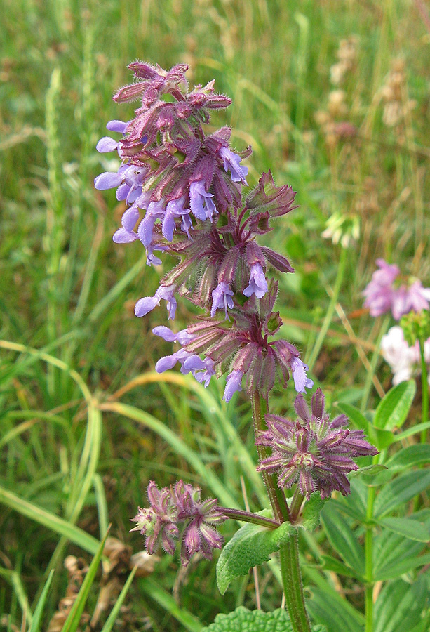 Image of Salvia verticillata specimen.
