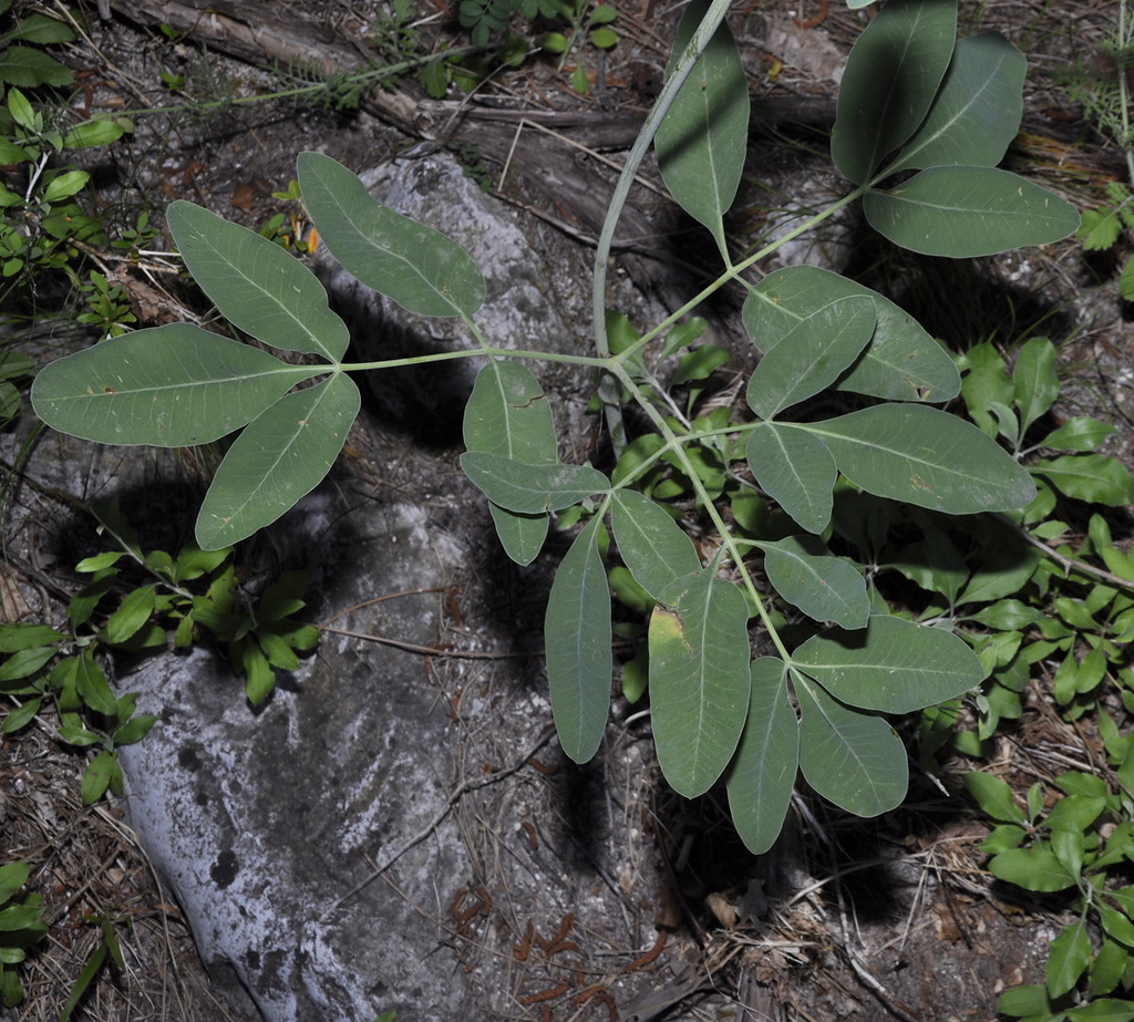 Image of Laserpitium siler specimen.