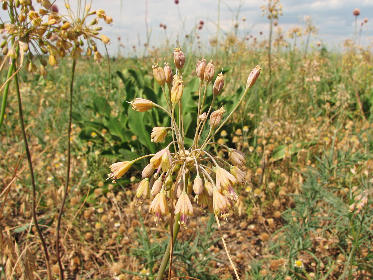 Изображение особи Allium paczoskianum.