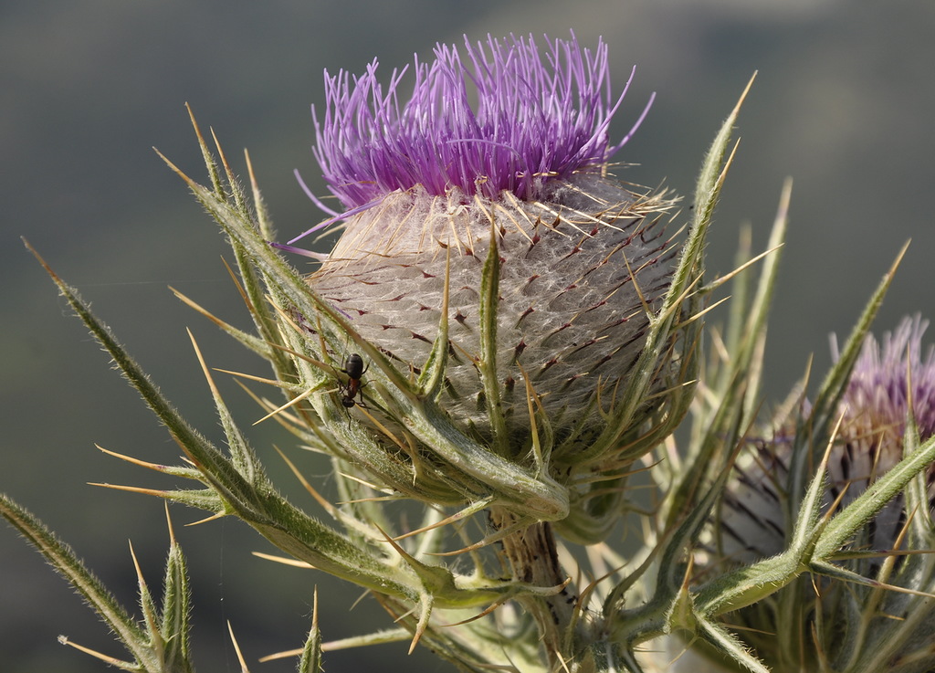 Изображение особи Cirsium eriophorum.