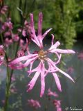 Coccyganthe flos-cuculi