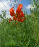 Lilium pumilum