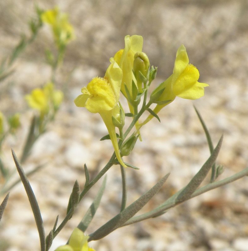 Изображение особи род Linaria.