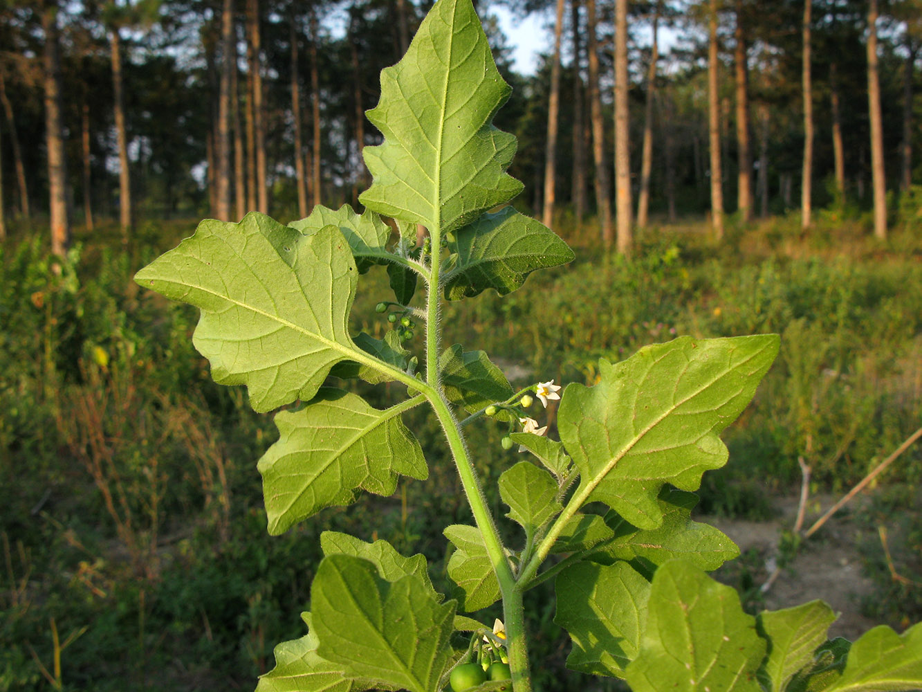 Изображение особи Solanum nigrum ssp. schultesii.