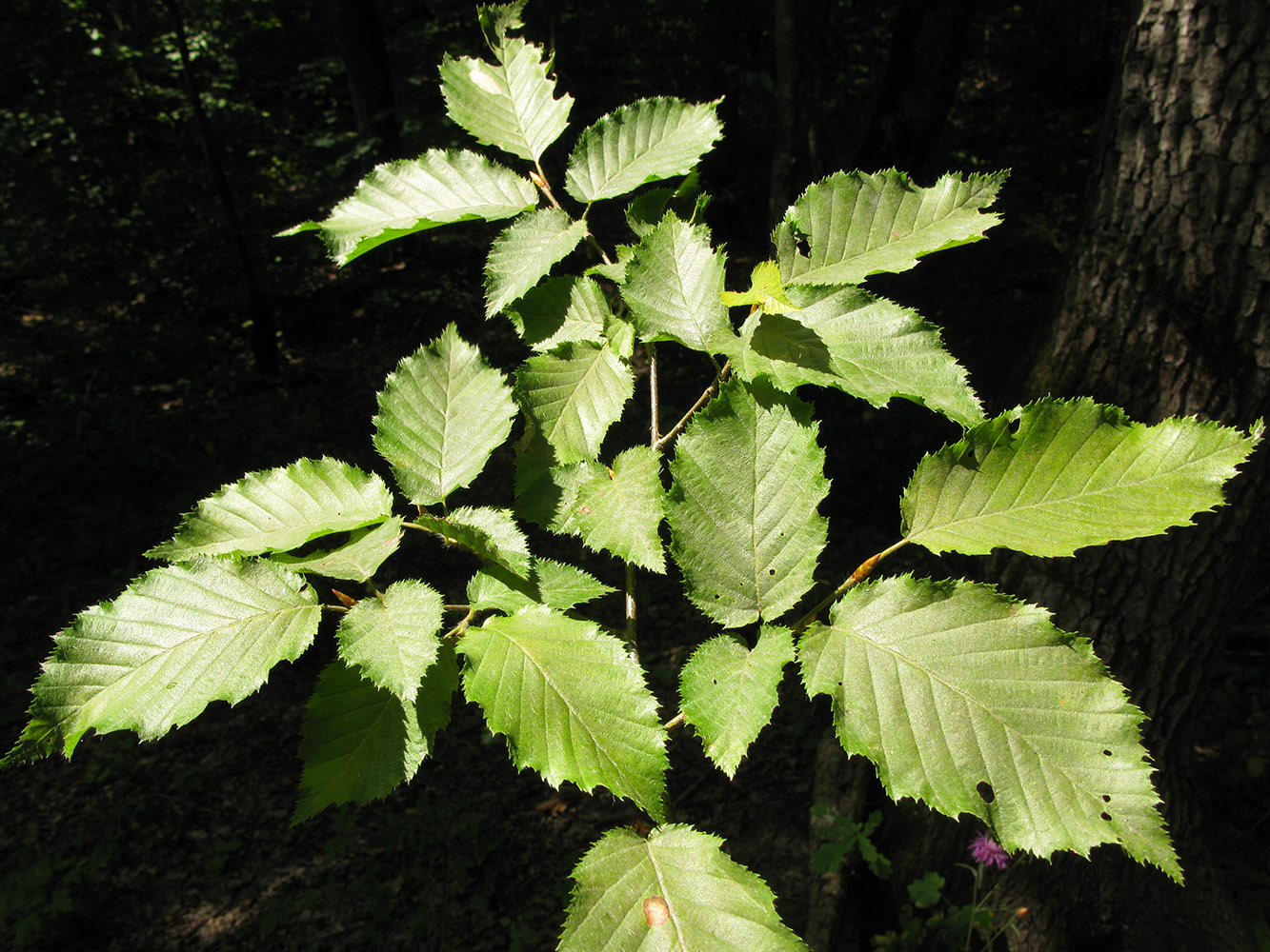 Изображение особи Carpinus betulus.