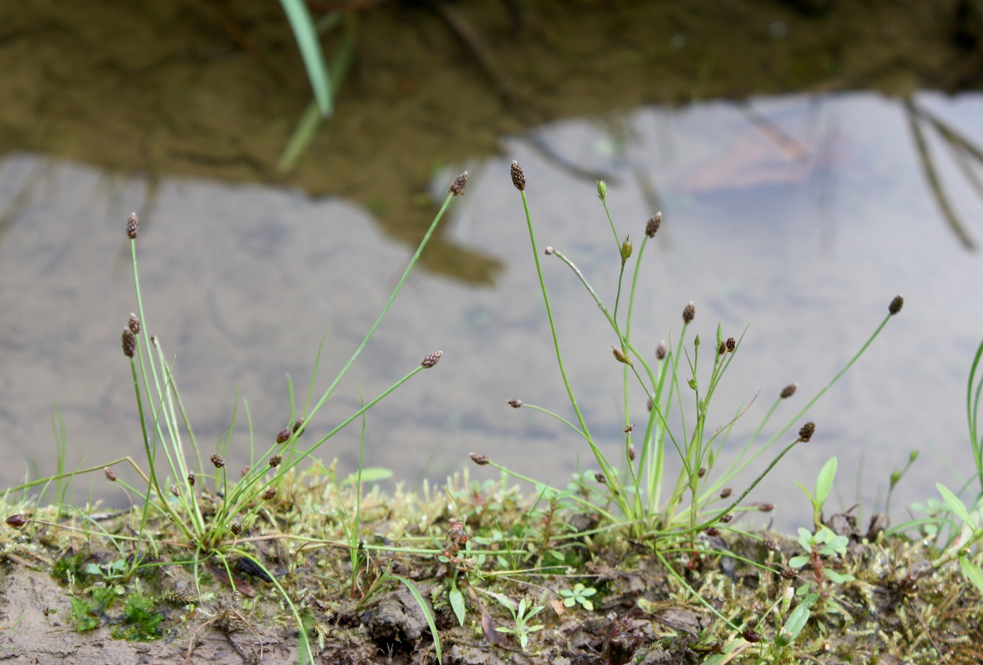 Image of Eleocharis ovata specimen.