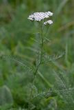 Achillea millefolium