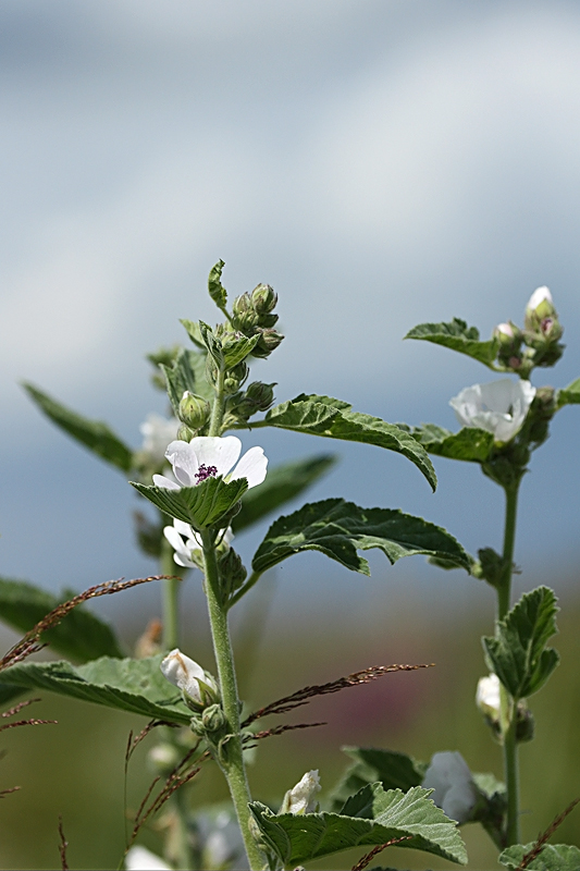 Image of Althaea officinalis specimen.