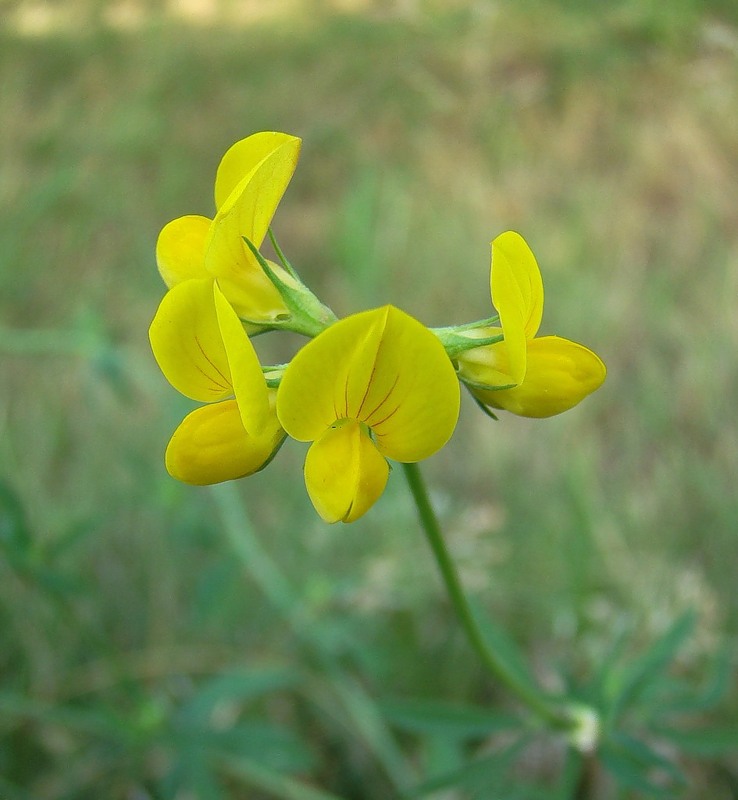 Image of Lotus × ucrainicus specimen.