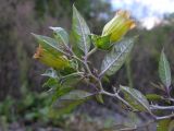 Atropa caucasica