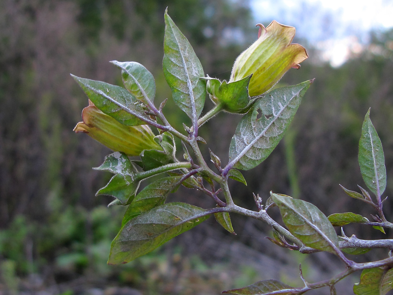 Изображение особи Atropa caucasica.