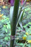 Veratrum lobelianum. Часть побега с влагалищем. Свердловская обл., окр. г. Североуральск, опушка смешанного леса, берег заводи. 28.07.2013.