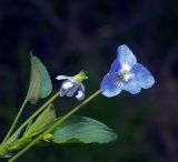 Image of taxon representative. Author is Виталий Гуменюк