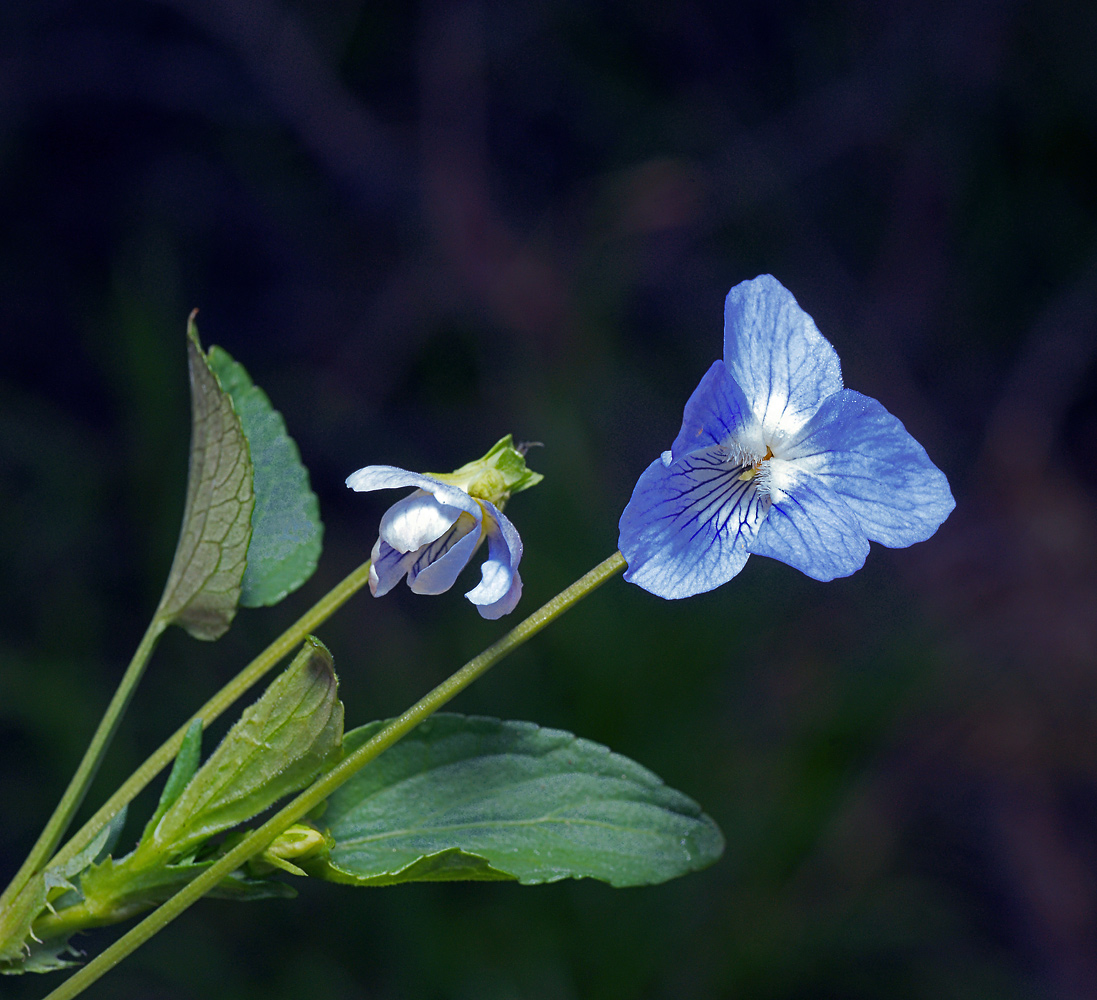 Image of Viola canina specimen.