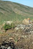 Eremurus soogdianus. Растение в бутонах. Южный Казахстан, горы Каракус. 16.05.2013.