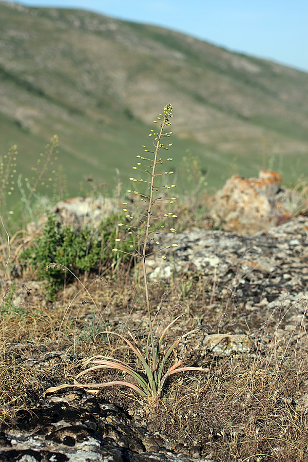 Image of Eremurus soogdianus specimen.