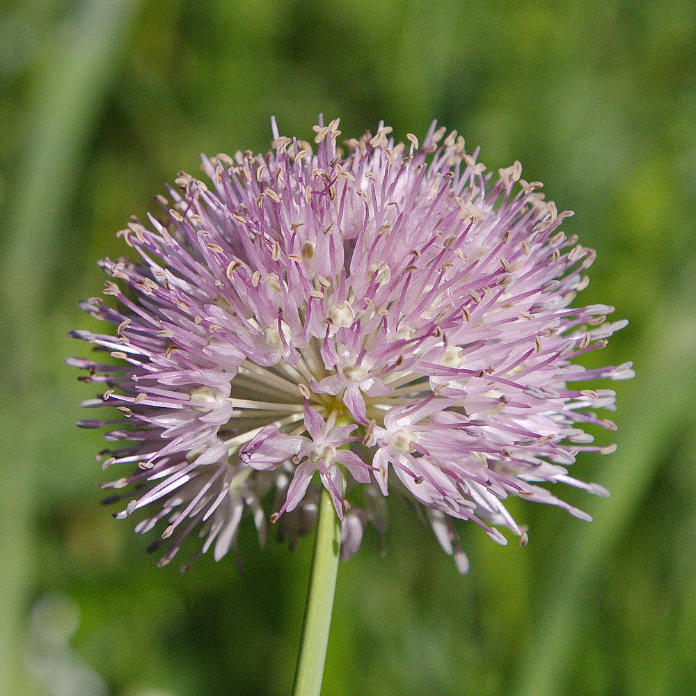 Image of Allium amblyophyllum specimen.