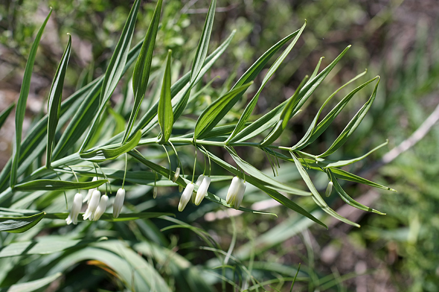 Изображение особи Polygonatum sewerzowii.