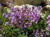 Astragalus tumninensis