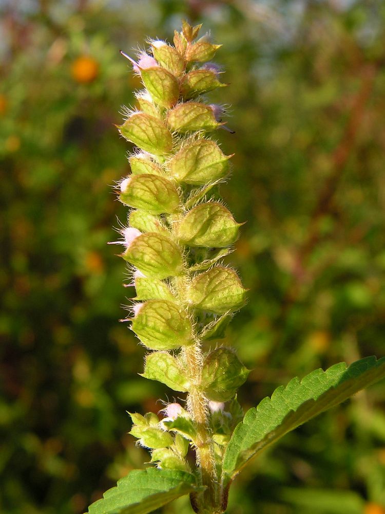 Image of genus Elsholtzia specimen.