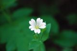 Cerastium davuricum