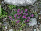 Oxytropis longirostra