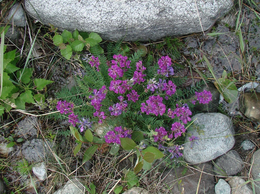 Изображение особи Oxytropis longirostra.