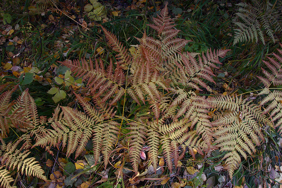 Изображение особи Pteridium pinetorum ssp. sibiricum.