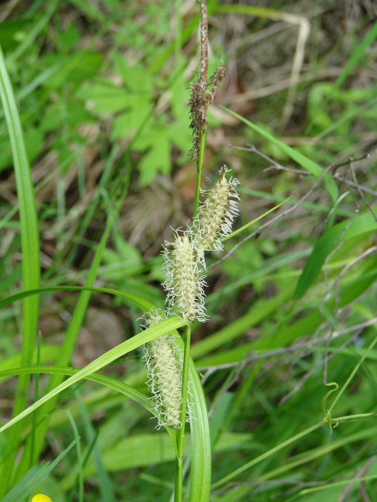 Изображение особи Carex rhynchophysa.