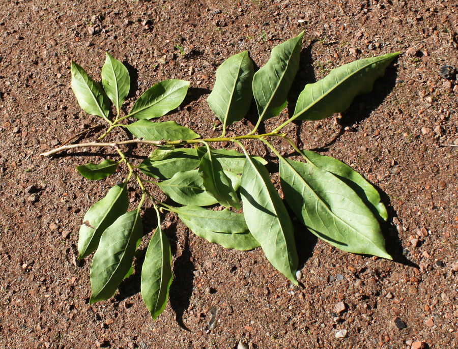 Image of Diospyros lotus specimen.