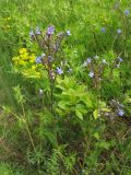 Cynoglottis barrelieri. Цветущие растения на луговом склоне. Украина, Закарпатская обл., Виноградов, Чёрная гора. 5 мая 2008 г.