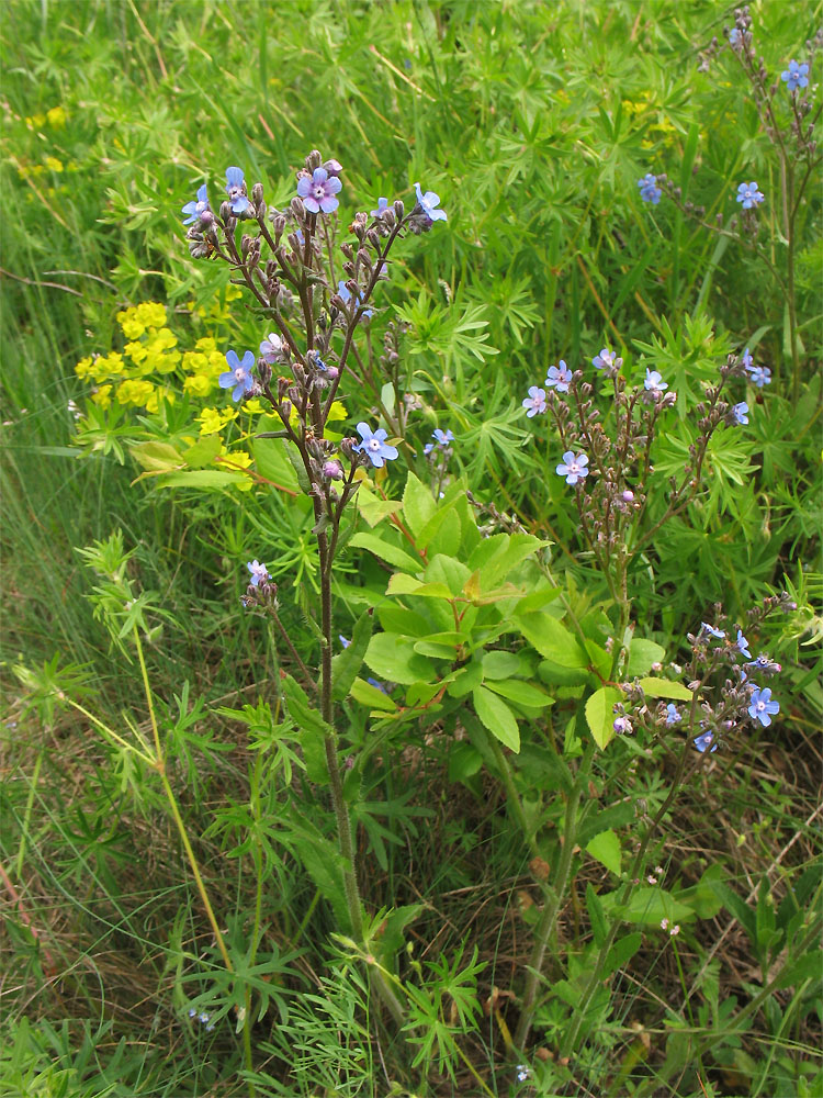 Изображение особи Cynoglottis barrelieri.