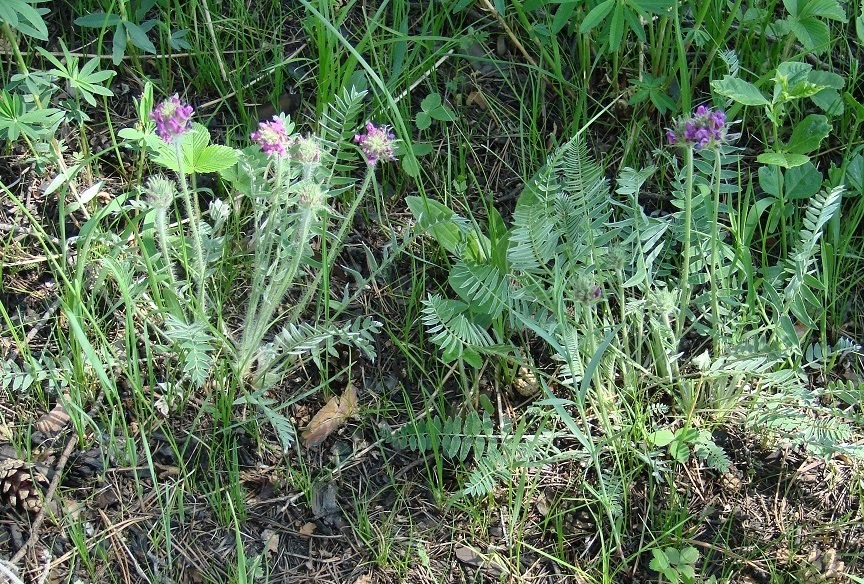 Image of Oxytropis strobilacea specimen.