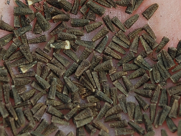 Изображение особи Eclipta prostrata.