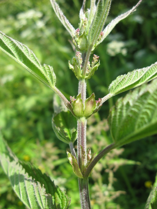 Изображение особи Urtica galeopsifolia.