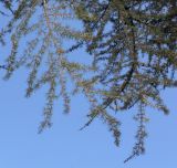 Cedrus libani. Ветви. Германия, г. Дюссельдорф, Ботанический сад университета. 10.03.2014.