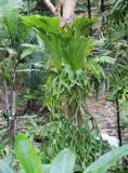 Platycerium coronarium. Вегетирующее растение. Таиланд, провинция Краби, курорт Ао Нанг (в культуре). 10.12.2013.
