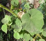 Abutilon hirtum