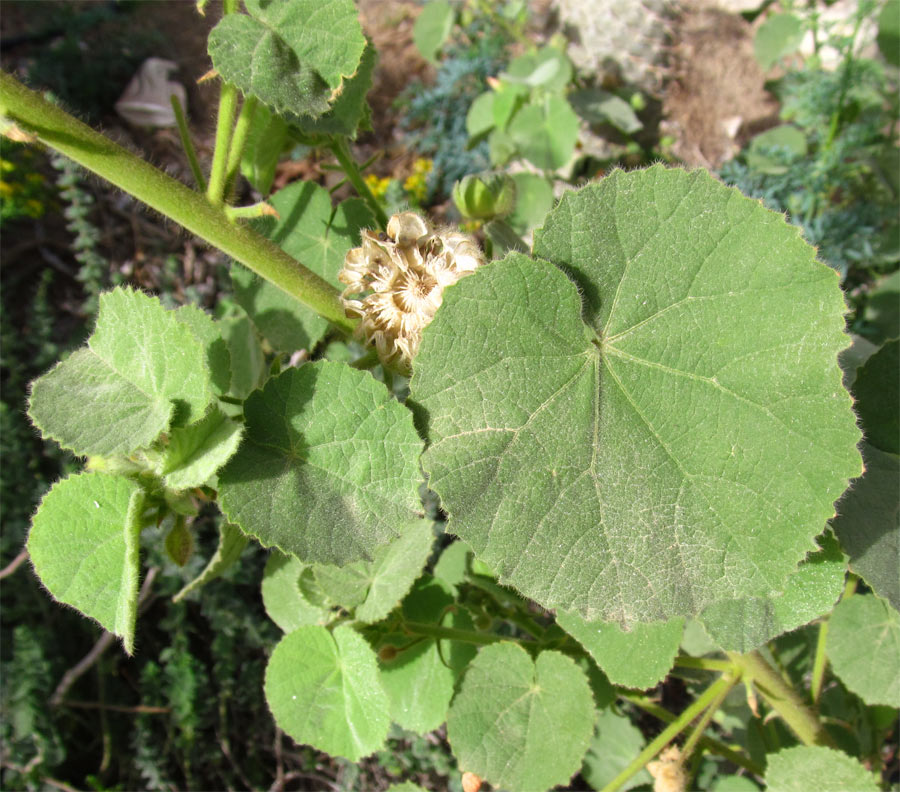 Изображение особи Abutilon hirtum.