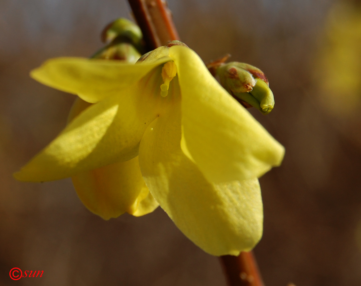 Image of Forsythia europaea specimen.